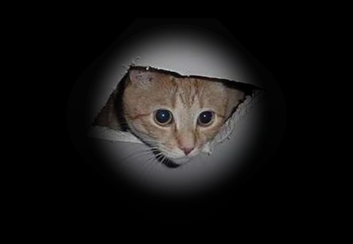 CeilingCat