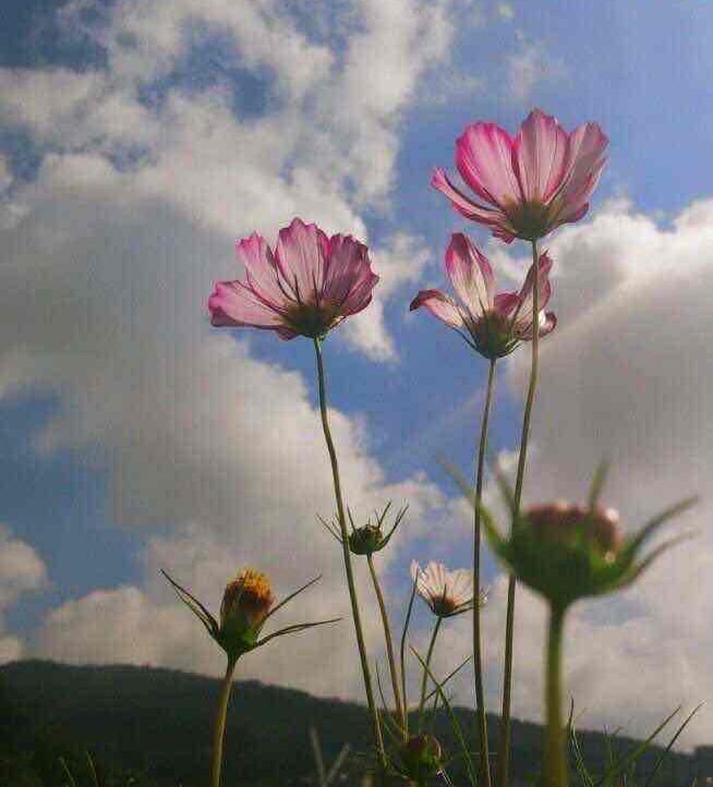 Benjamin Hall (darrelldolly) Farcaster social identity (Fname handle) PFP