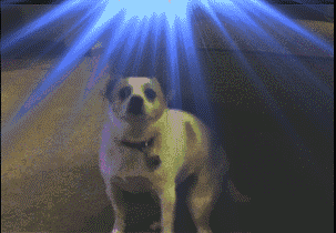 Disco Doge