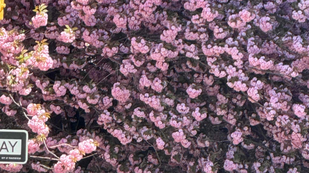 Sonnyboy221 (sonnyboy221) Farcaster social identity (Fname handle) PFP