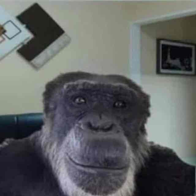 Dikci pfp