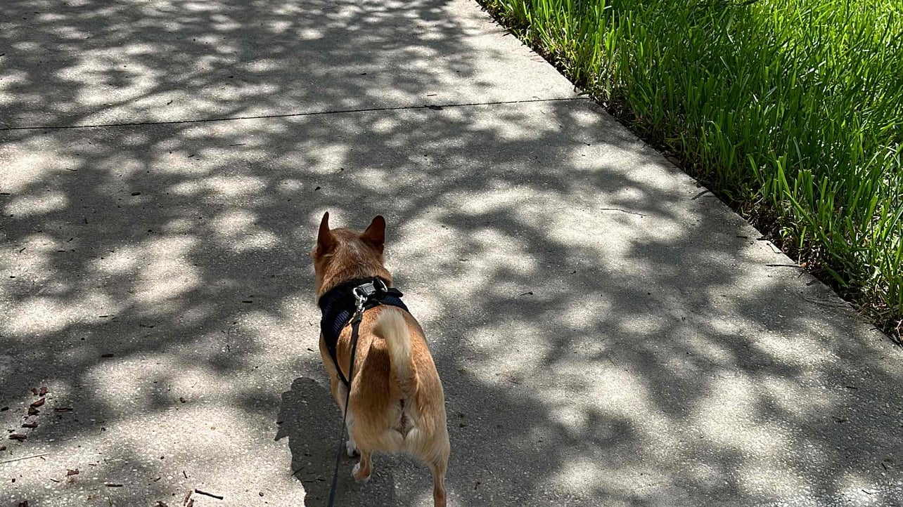 kinderbia.lens Lens social identity (.lens handle) PFP