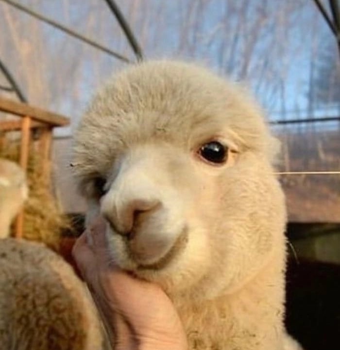 byudes.lens Lens social identity (.lens handle) PFP