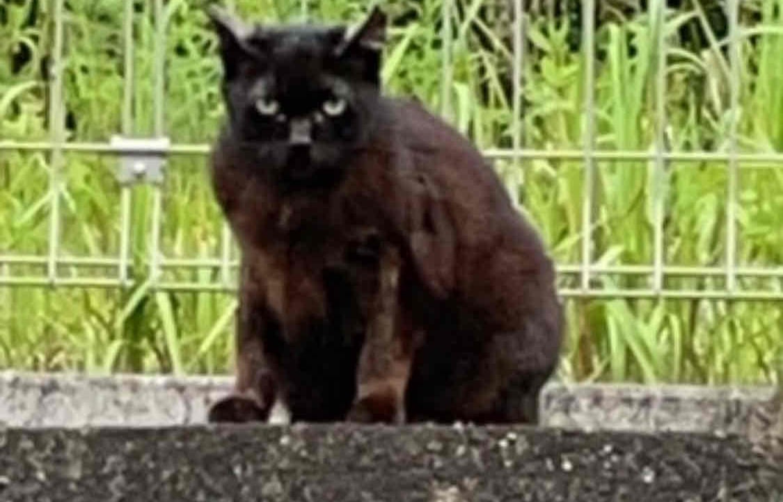 cimon.lens Lens social identity (.lens handle) PFP