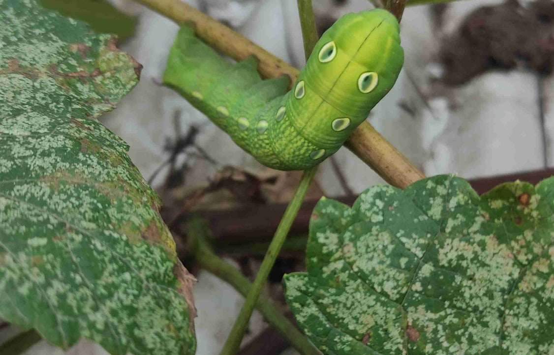 sajad68.eth Ethereum Name Service (ENS and .eth domain) PFP