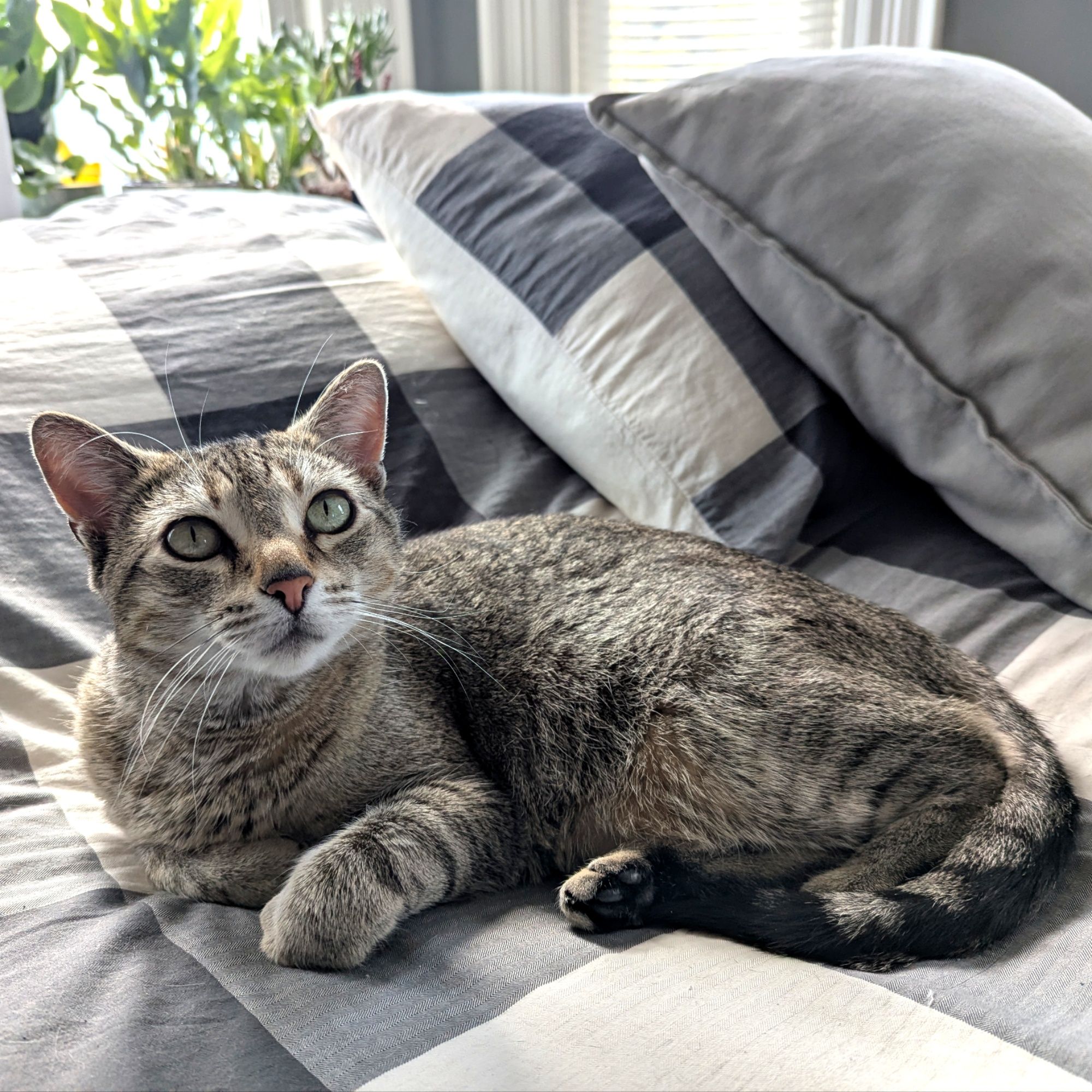 Scoop the Cat