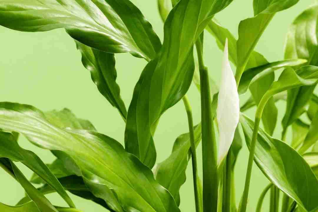 Rodolfo (carsonrodolfo) Farcaster social identity (Fname handle) PFP