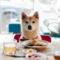 Destaro (kortan) Farcaster social identity (Fname handle) PFP