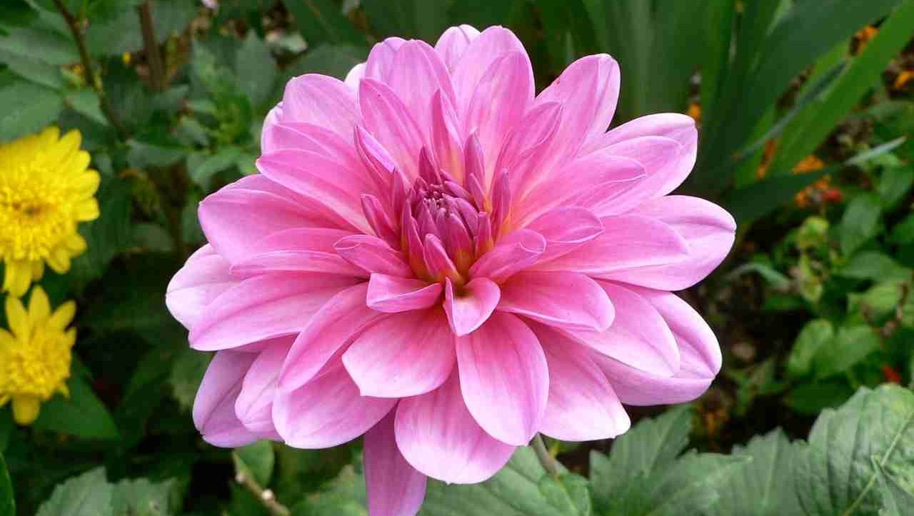 Maximiliona8b2 (maximiliona8b2) Farcaster social identity (Fname handle) PFP