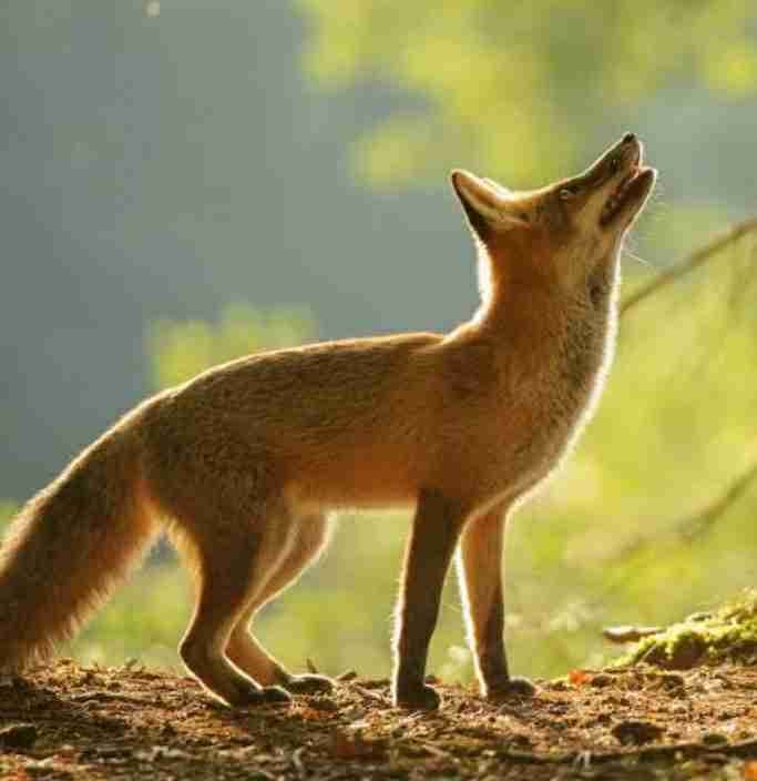 Fox (fox1444) Farcaster social identity (Fname handle) PFP