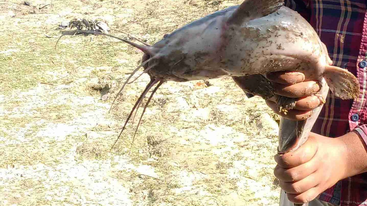 jocelynly (jocelynly.lens) Lens social identity (.lens handle) PFP