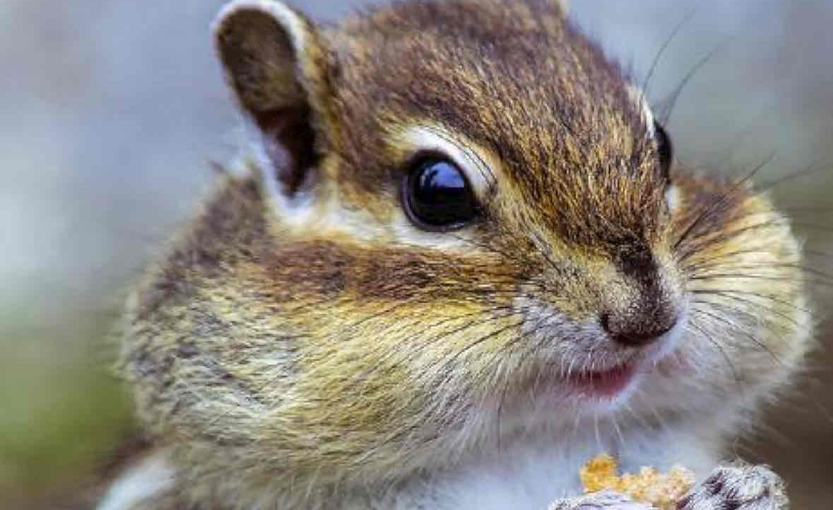 Ali (doublelift) Farcaster social identity (Fname handle) PFP