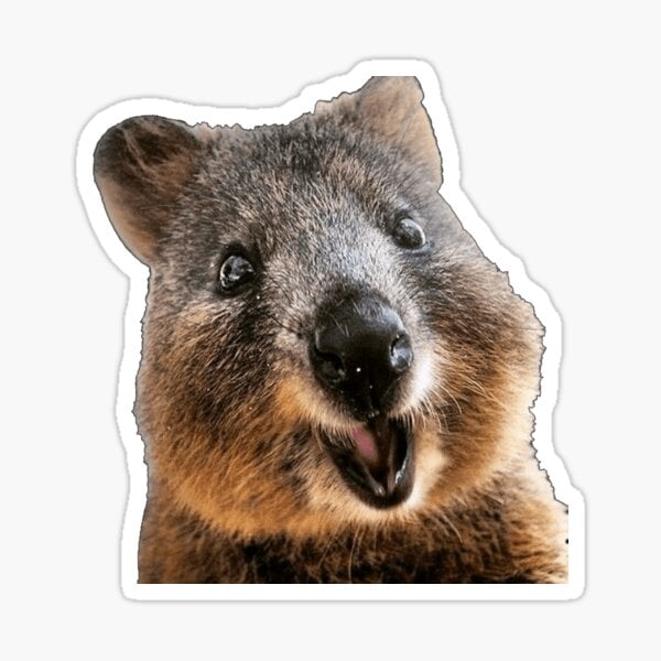 smolquokka pfp