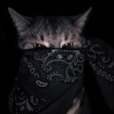 Adrian Kowalski's Farcaster avatar