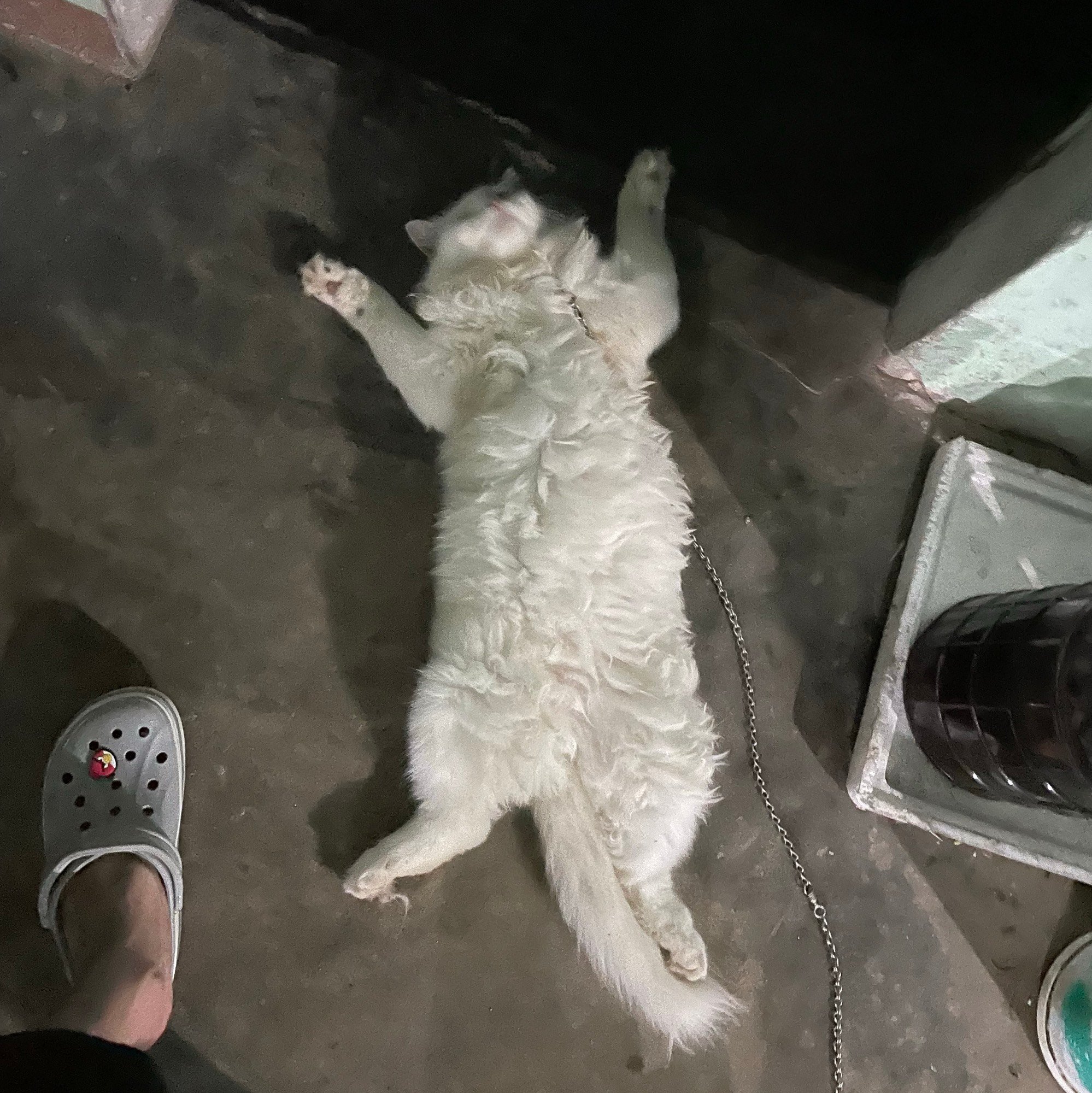 Trung Truc (truc301297) Farcaster social identity (Fname handle) PFP