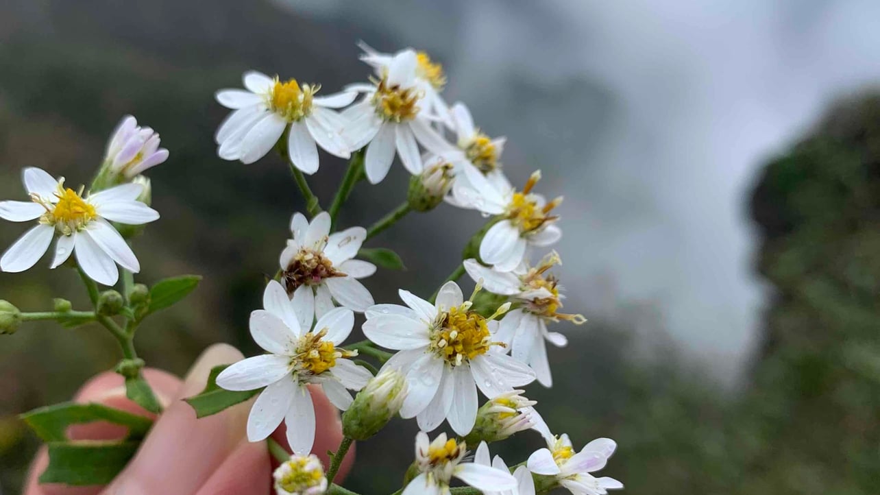 armandbell.base.eth Basenames (.base.eth domains) based on ENS PFP