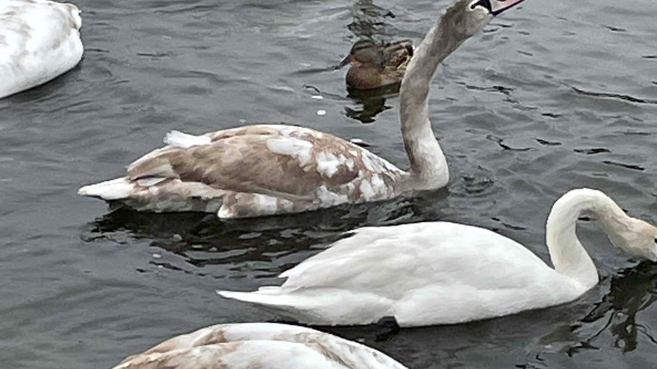 Nency (pococo) Farcaster social identity (Fname handle) PFP