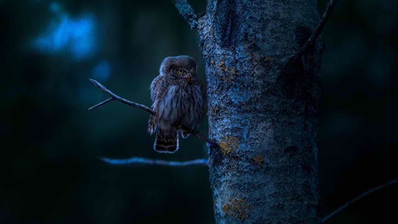 cOMiCALGreeN (comicalgreen) Farcaster social identity (Fname handle) PFP