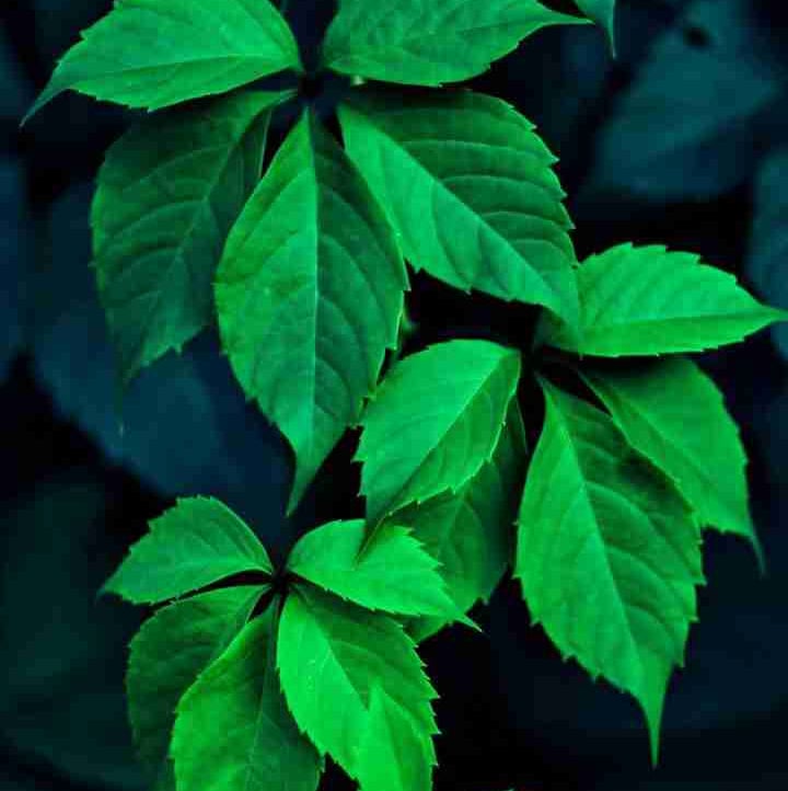 ironfist1.lens Lens social identity (.lens handle) PFP