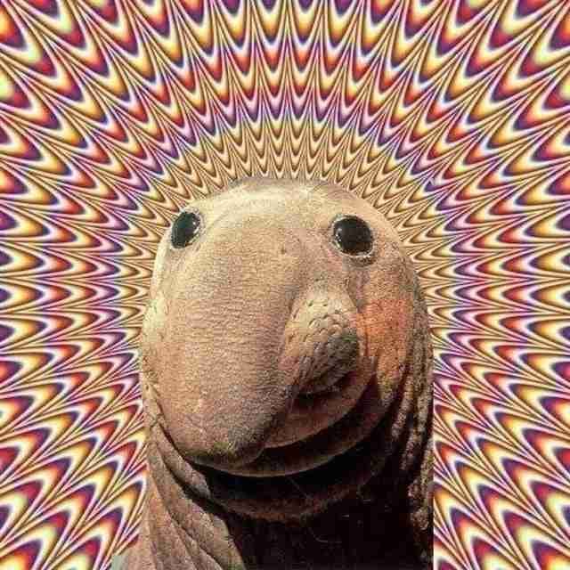 Kevin pfp