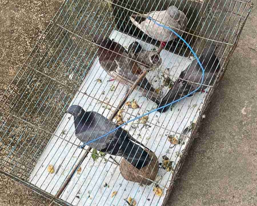 Nana113 (nanaa113) Farcaster social identity (Fname handle) PFP