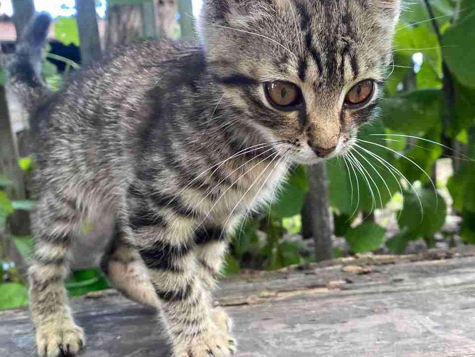 Serg L (serginho2007) Farcaster social identity (Fname handle) PFP