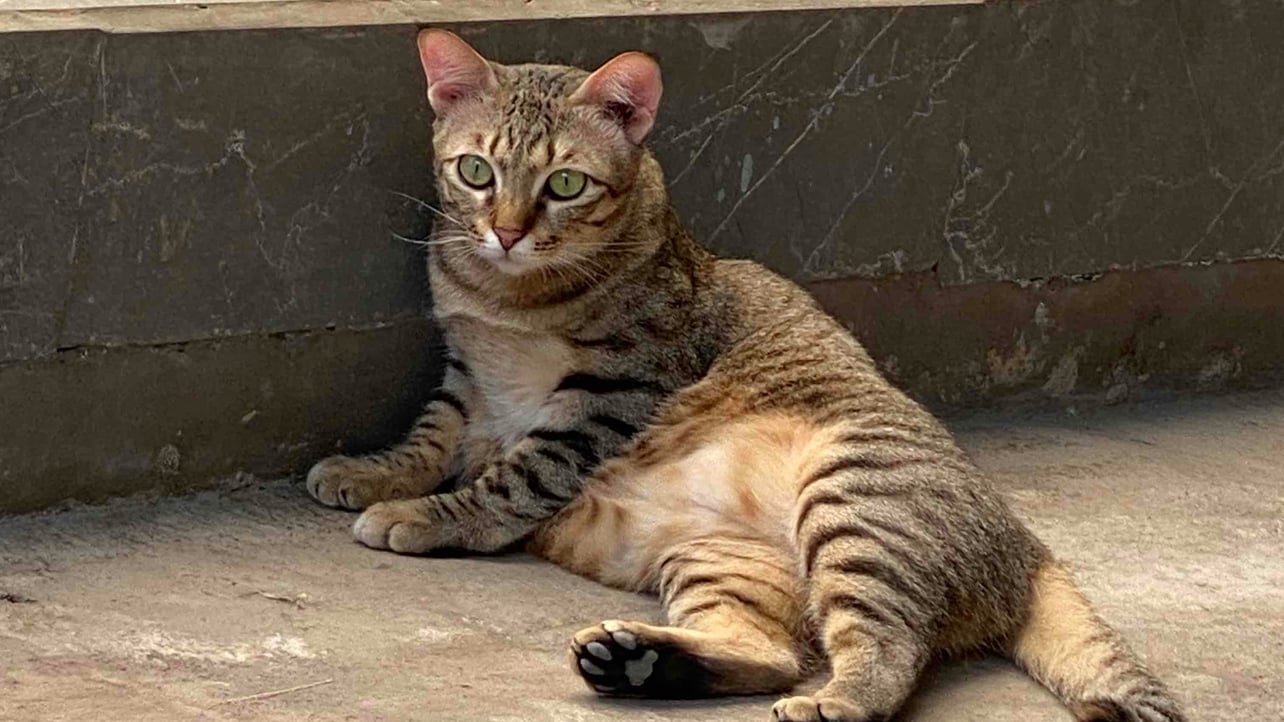 meow meow (taro09) Farcaster social identity (Fname handle) PFP