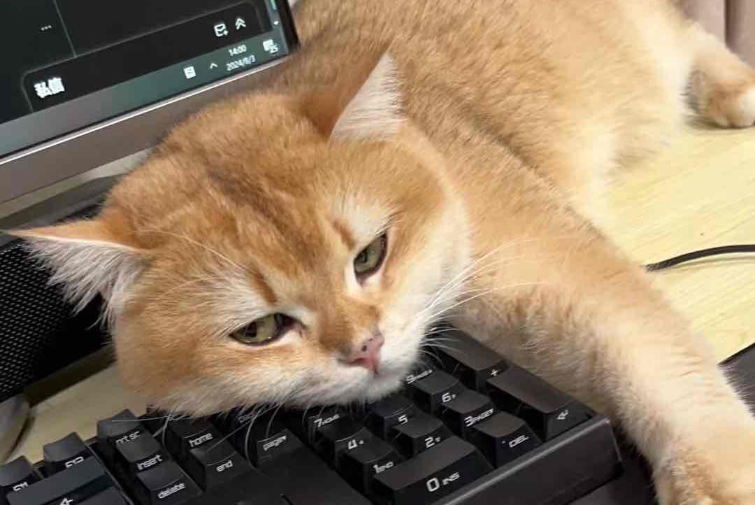 coolday.linea.eth Linea Name Service (.linea.eth domains) based on ENS PFP