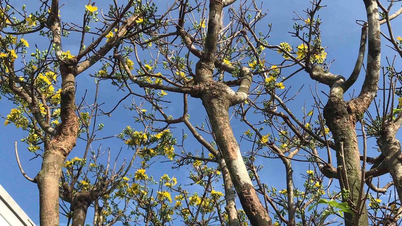 TCVN (vitual.lens) Lens social identity (.lens handle) PFP