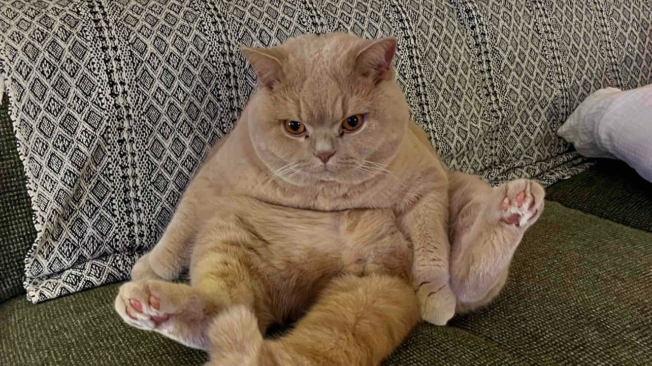 Tuna (bigtunafr.lens) Lens social identity (.lens handle) PFP