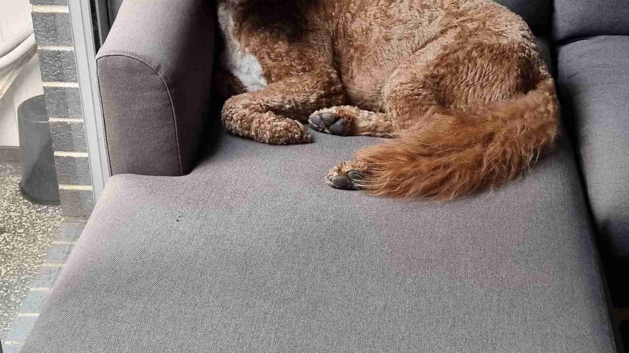 doggothedog.linea.eth Linea Name Service (.linea.eth domains) based on ENS PFP