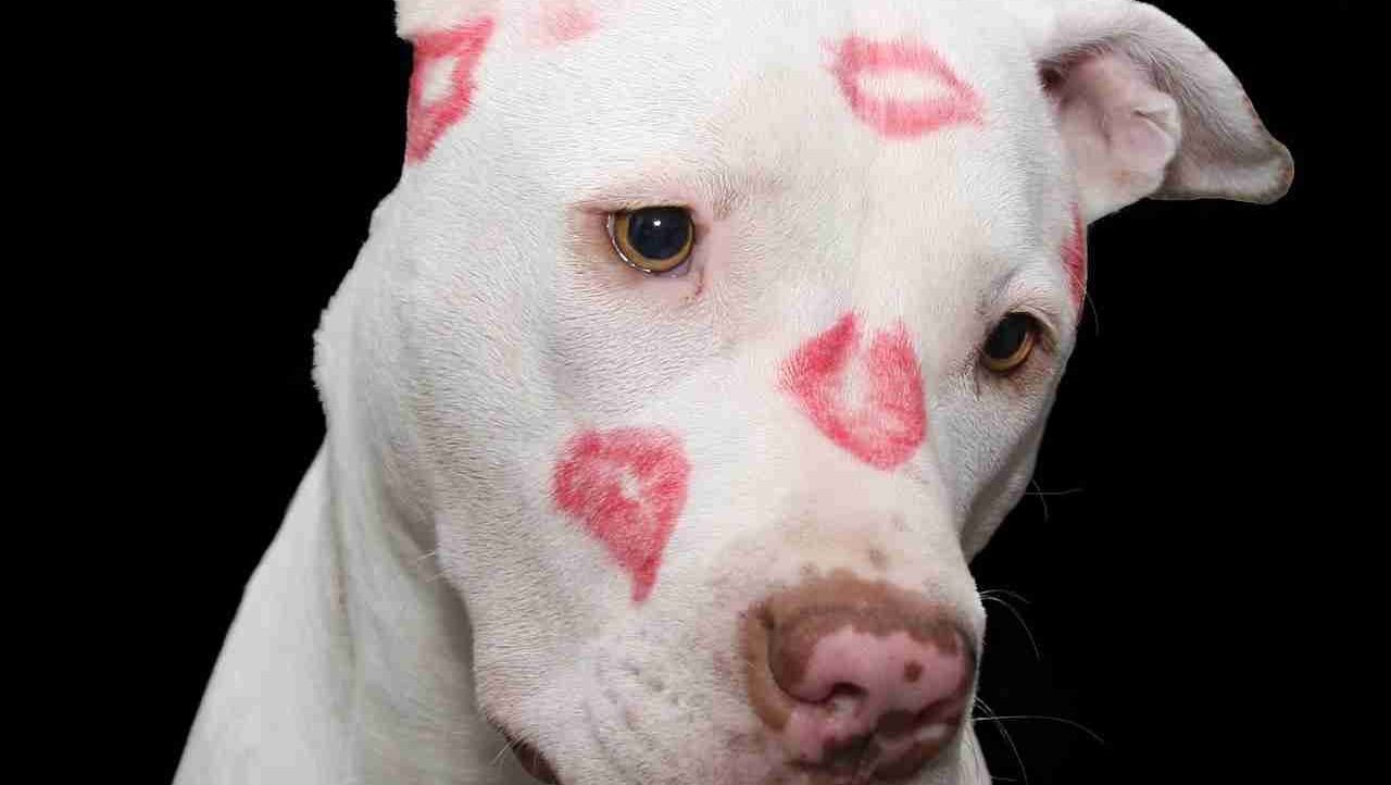 Doggy lover pfp