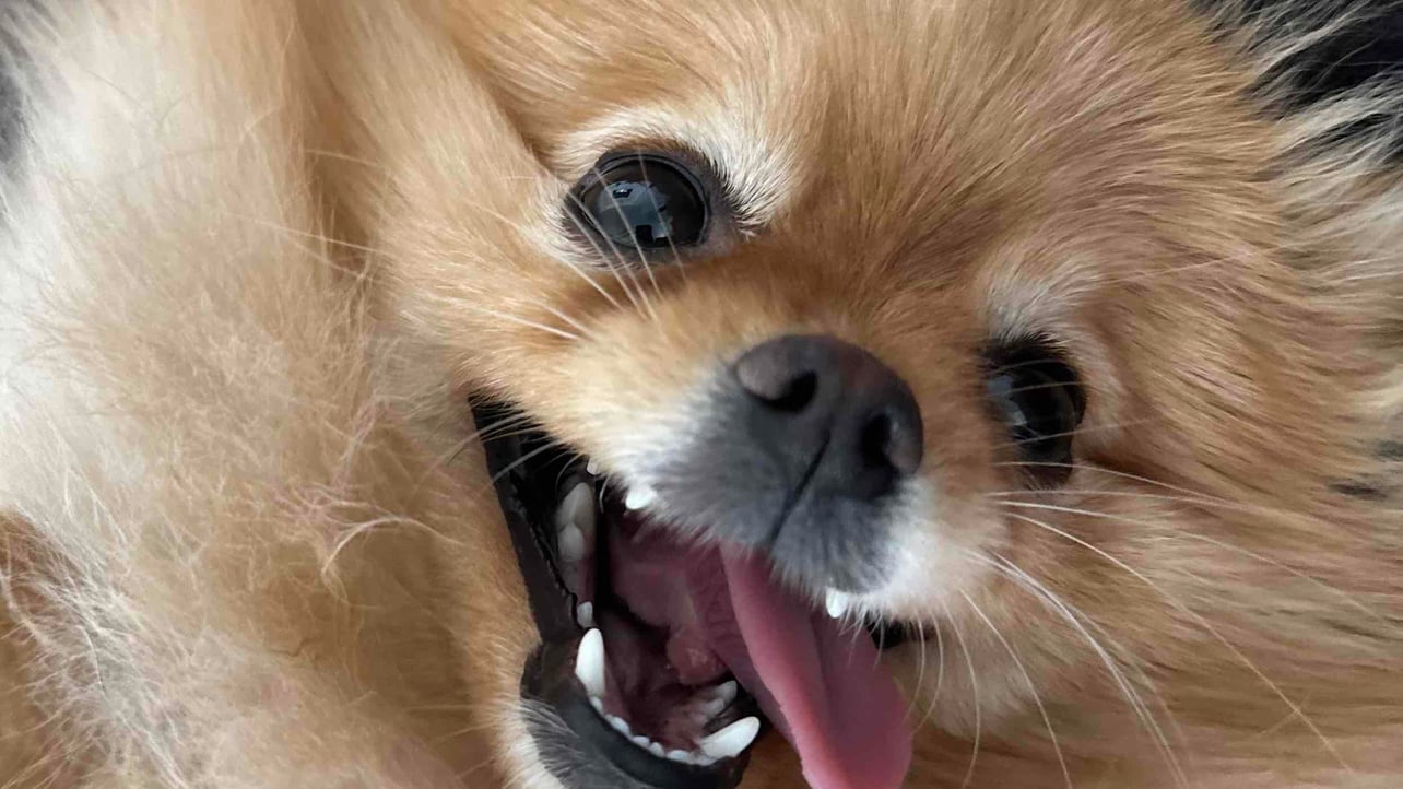 novkozinin.lens Lens social identity (.lens handle) PFP