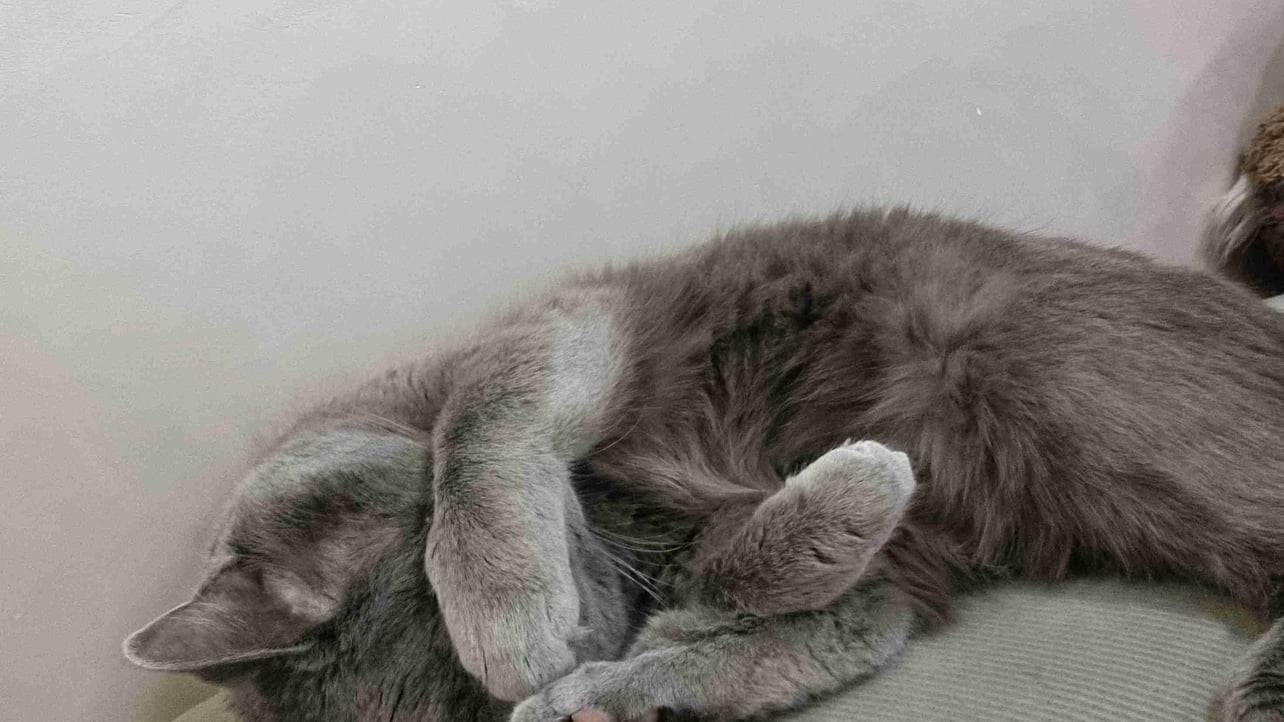 Vyacheslav (llllqp.lens) Lens social identity (.lens handle) PFP