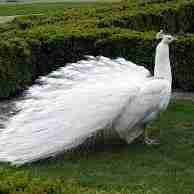 pradeeep.lens Lens social identity (.lens handle) PFP