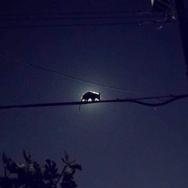 Opossum Moon