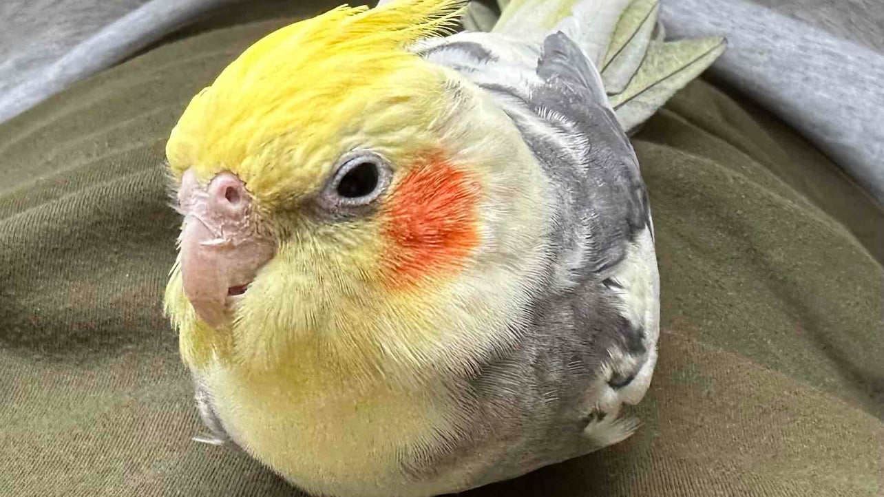 takahako (takahako.lens) Lens social identity (.lens handle) PFP