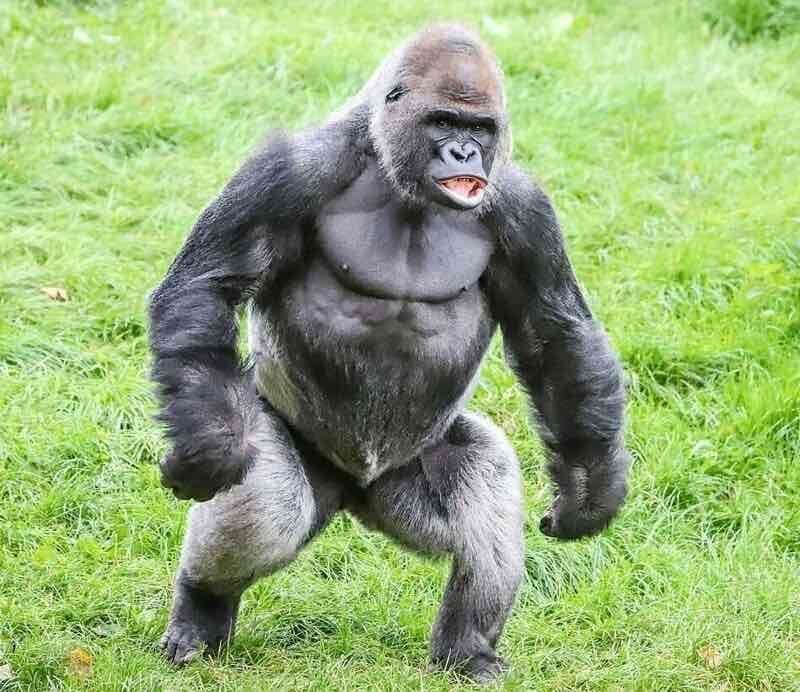 CRYPTOGORILLA pfp
