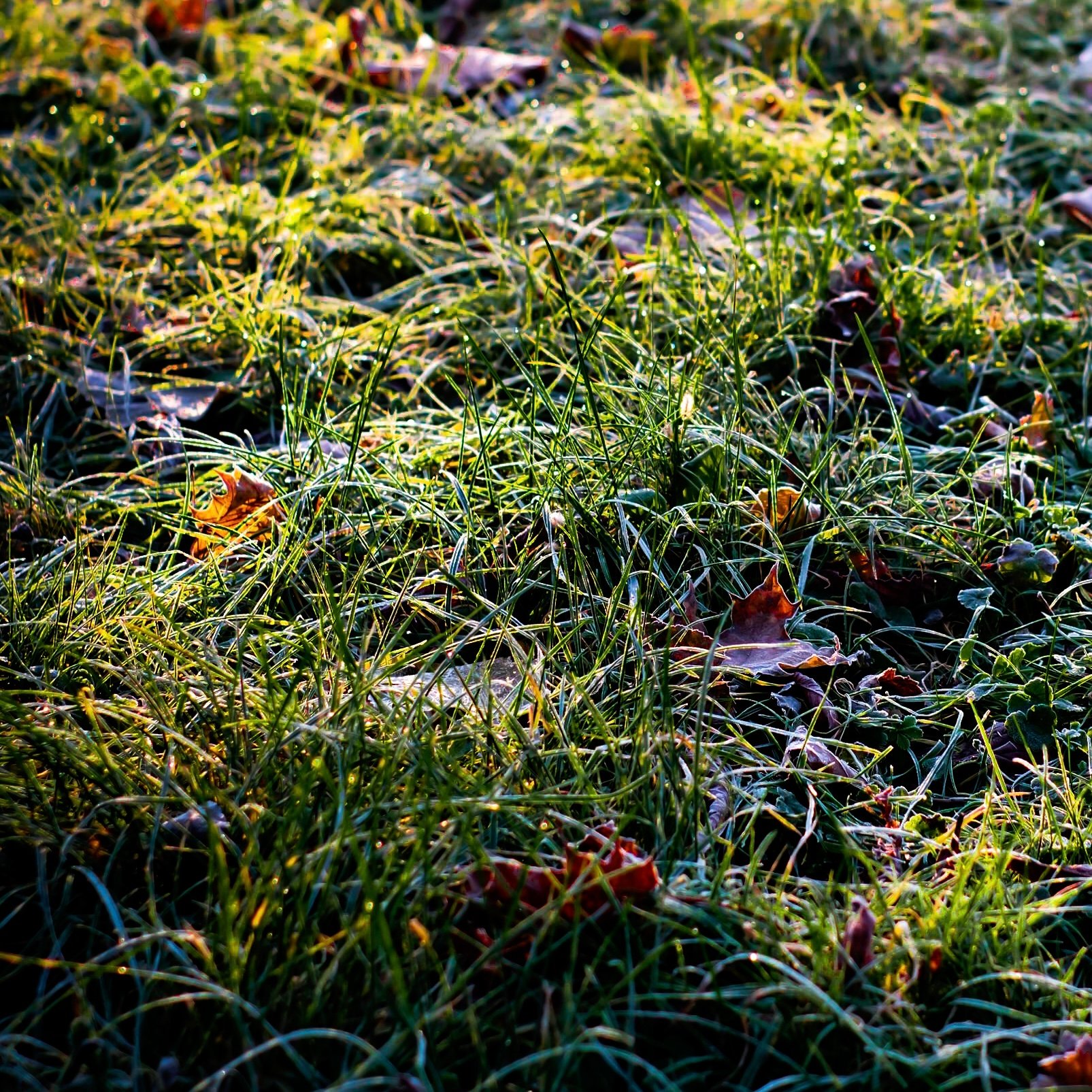touchgrass