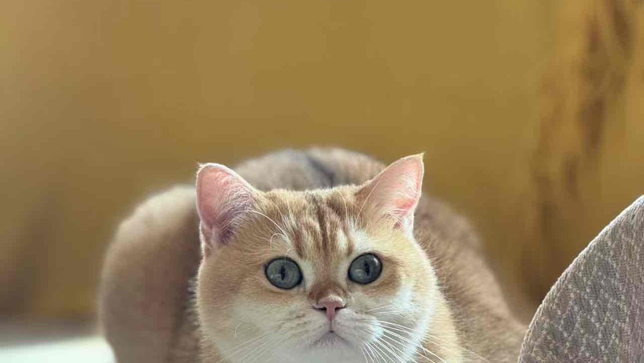 Twocats pfp