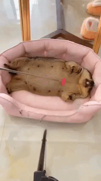 lazy wombat mood