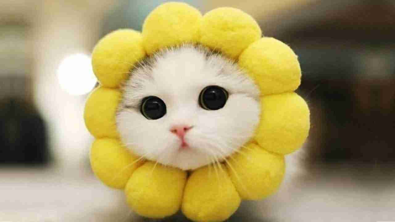 panzhaleluha.base.eth (ghengk) Farcaster social identity (Fname handle) PFP