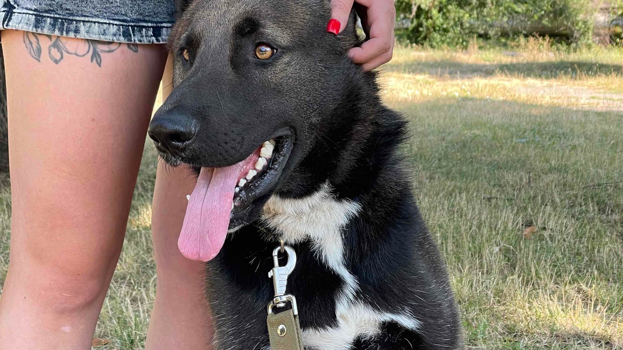 Shosho (shosho) Farcaster social identity (Fname handle) PFP