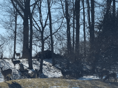 deer on hill