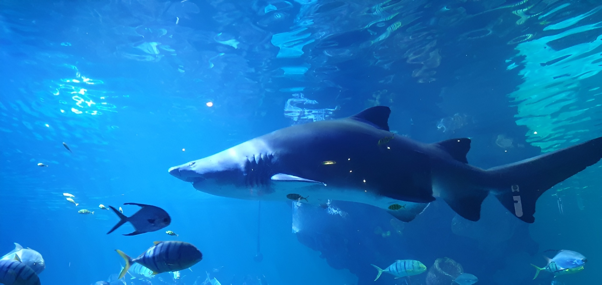 Blue Planet Aquarium