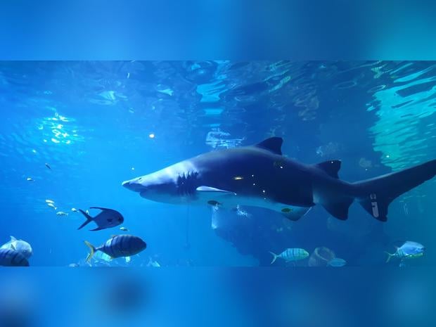 Blue Planet Aquarium