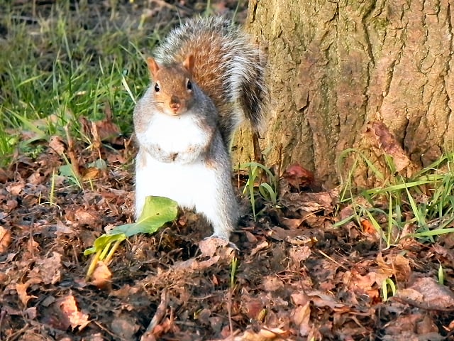 Walton Park