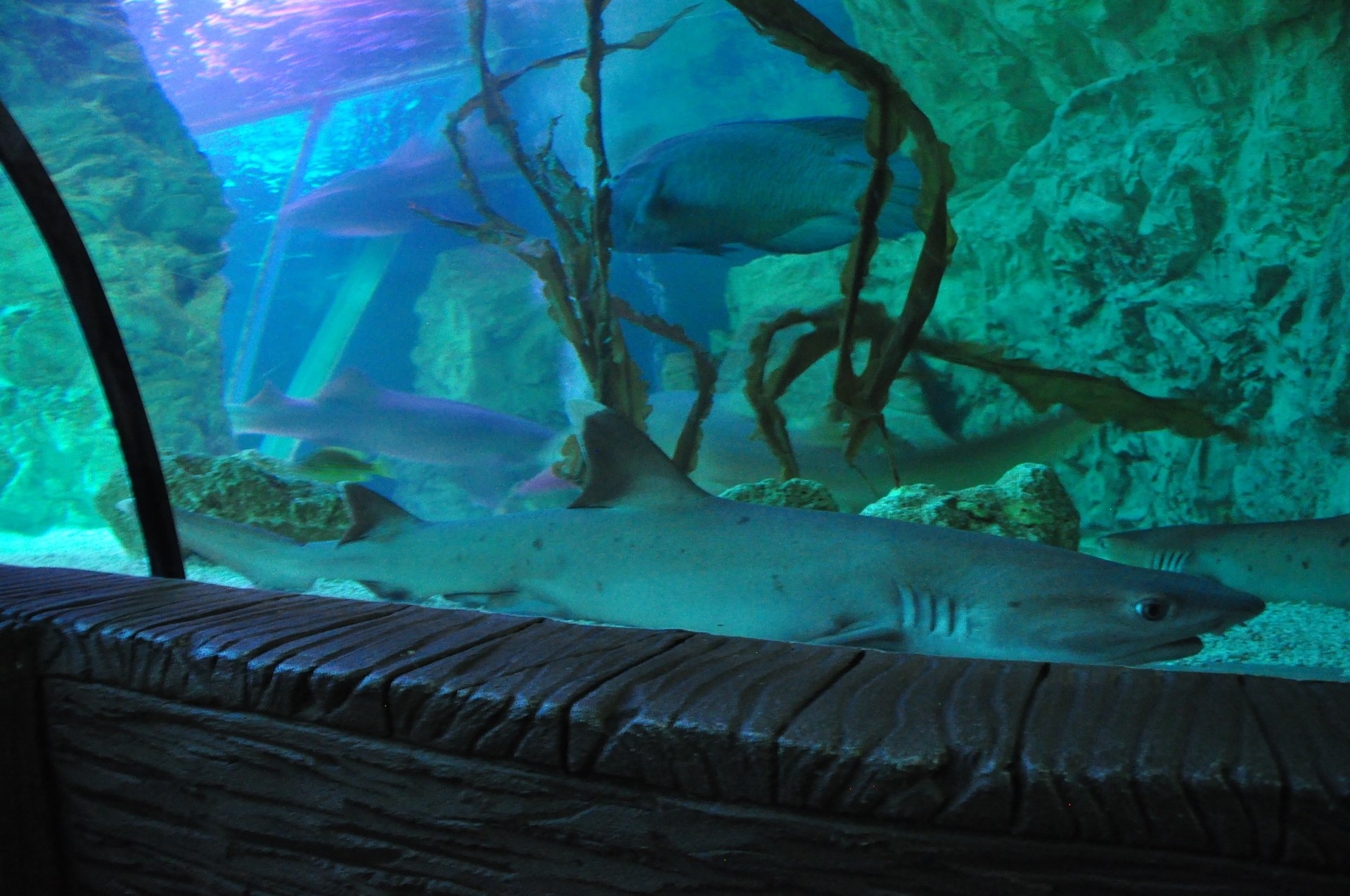 Sea Life Blackpool