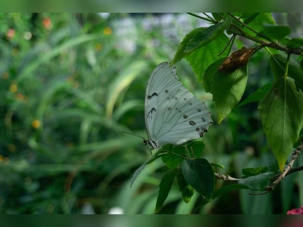 Stratford Butterfly Farm