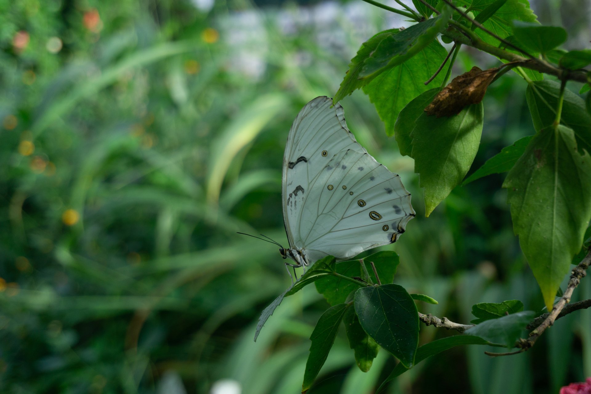 Stratford Butterfly Farm